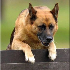 gela 201111 schh3 25
