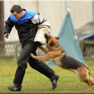 gela 201111 schh3 c 02