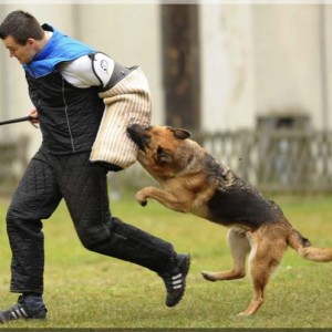 gela 201111 schh3 c 03