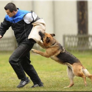 gela 201111 schh3 c 04