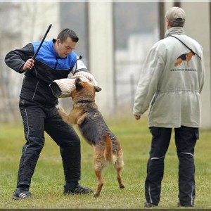 gela 201111 schh3 c 11