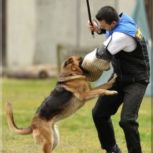gela 201111 schh3 c 14