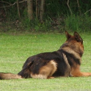 gerry cd5287 platz