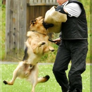 kimi 1108 bild14
