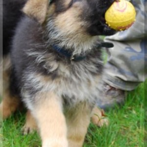 bild 166 329x500