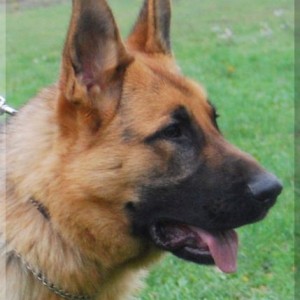 oswald 011108 087 kopf