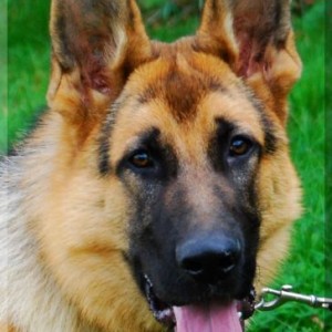oswald 110908 08a