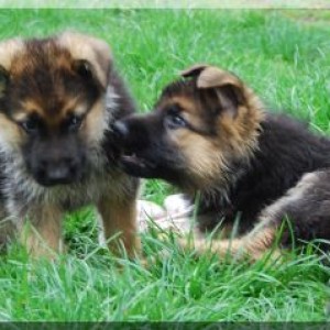 bild 087 500x239