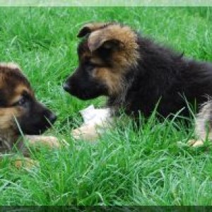 bild 090 500x198