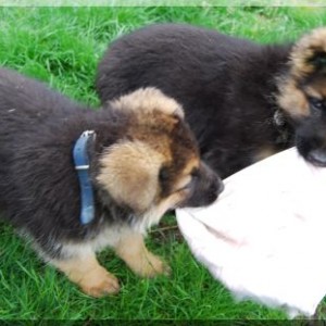 bild 091 500x311