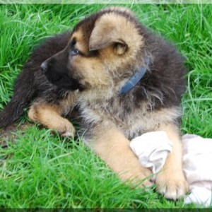 bild 094 500x335