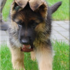 bild 188 362x500