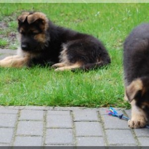 bild 190 500x311
