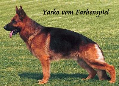 Yasko vom Farbenspiel    SZ-Nr.:  2010154